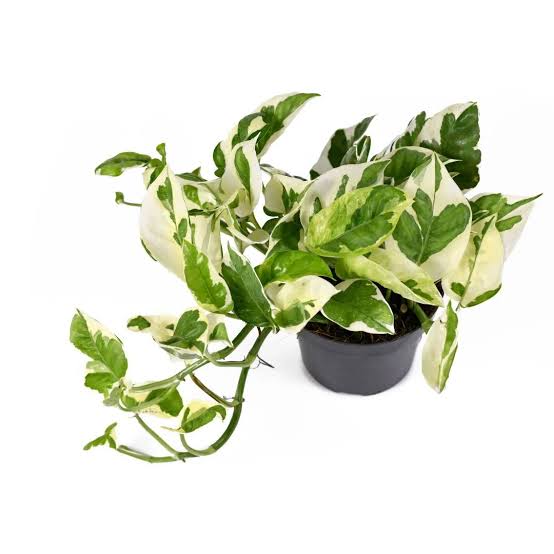 Pothos N'Joy