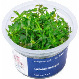 Ludwigia Brevipes (Vitro)