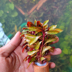 Ludwigia Atlantis