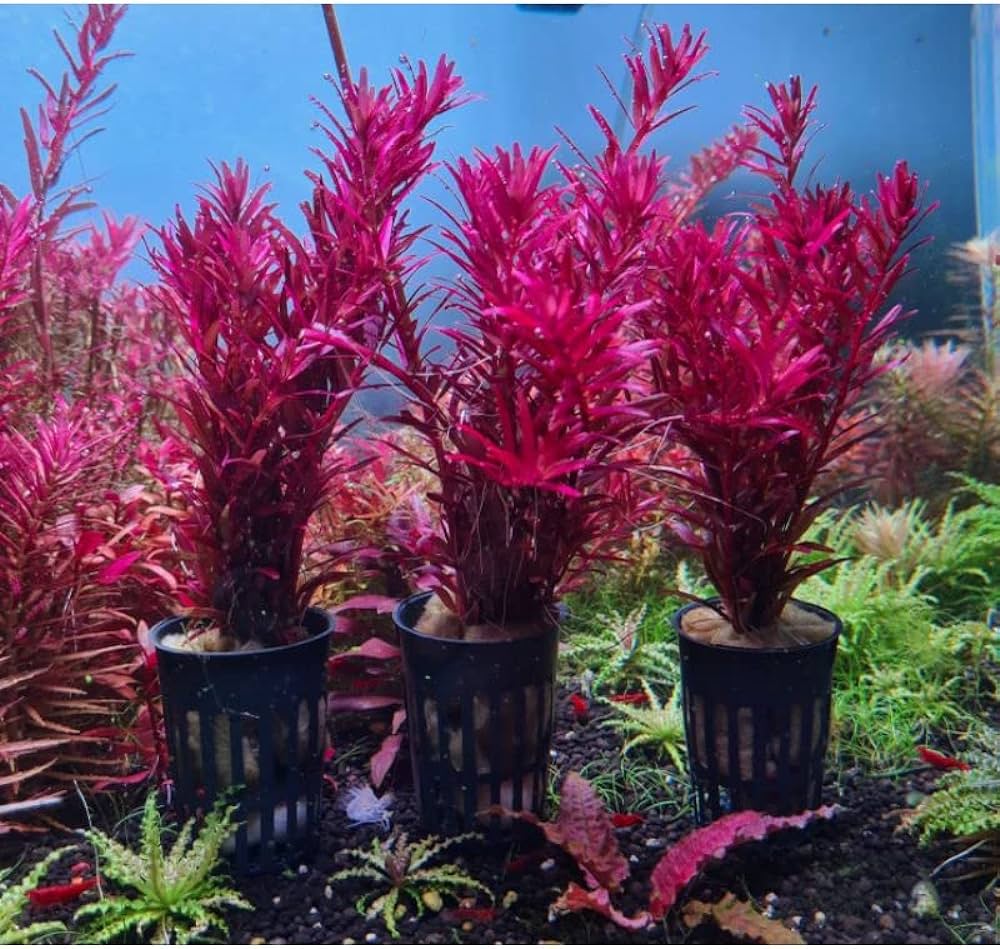 Rotala blood red
