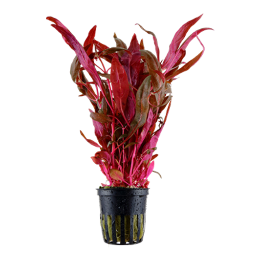 Alternanthera Reineckii Pink