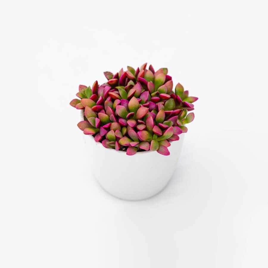 Anacampseros Rufescens Variegata - Pianta Grassa Rara