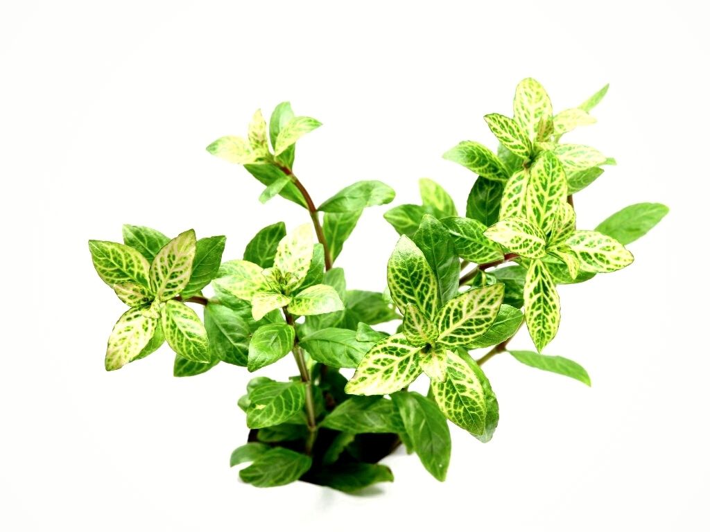 Hygrophila Polisperma Rosanerving