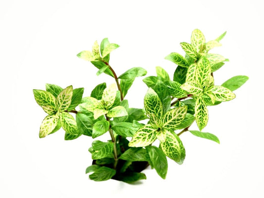 Hygrophila Polisperma Rosanerving