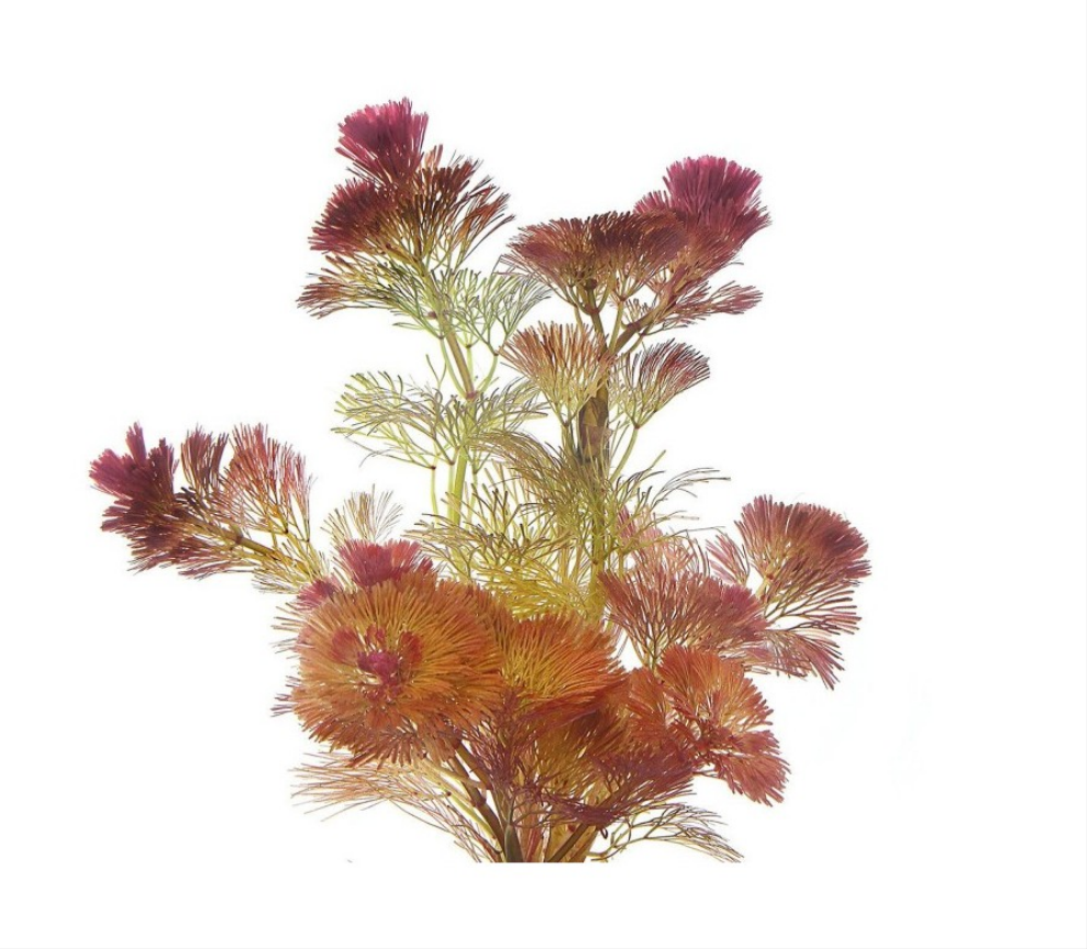 Cabomba Furcata