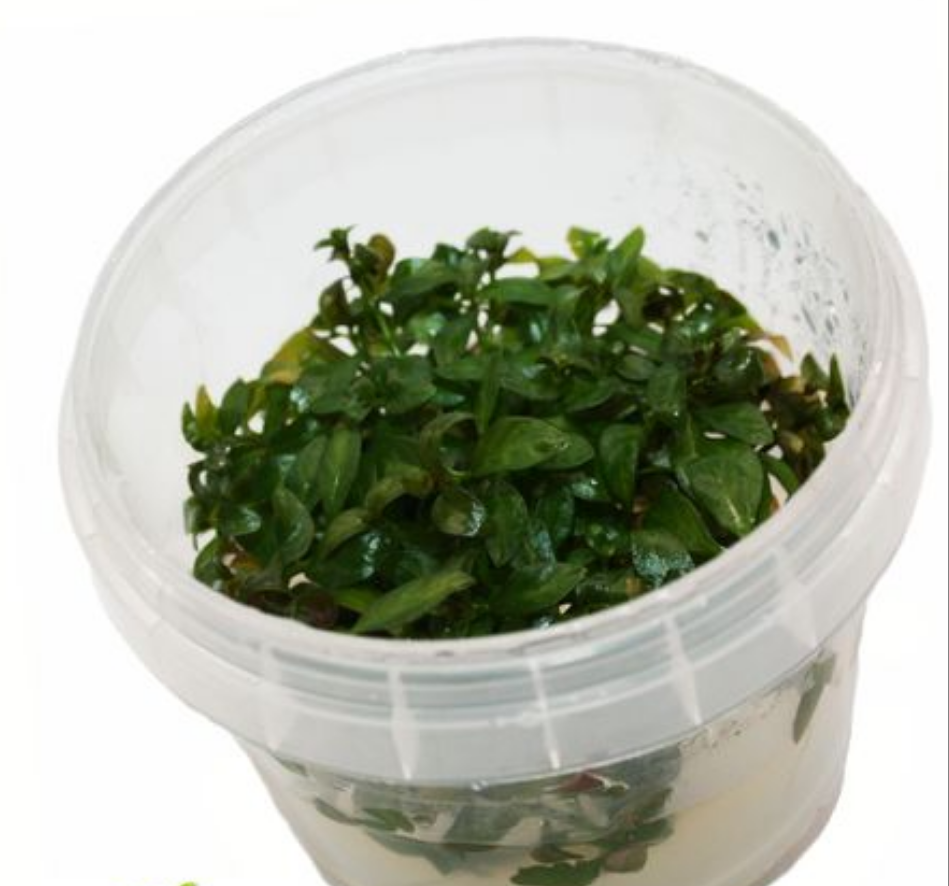 Ludwigia Atlantis