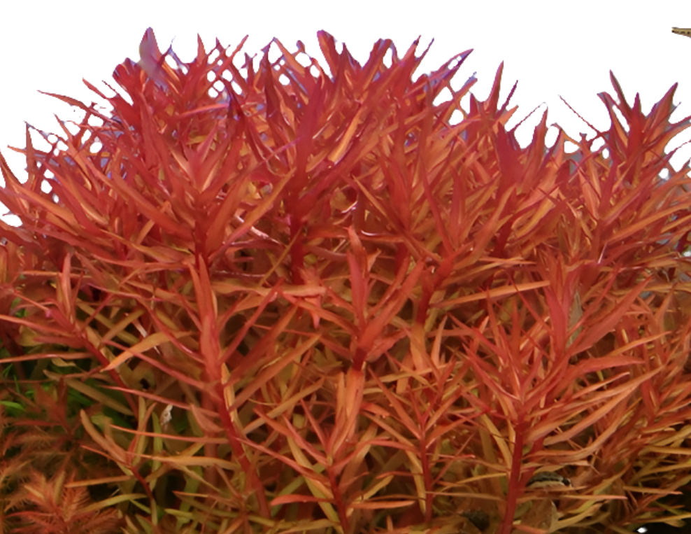 Ammania Senegalensis