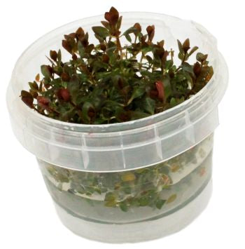 Ludwigia Mini Super Red