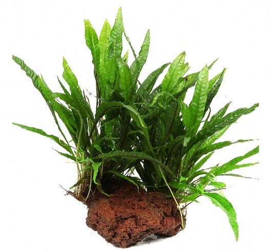 Microsorum pteropus su legno/roccia lavica