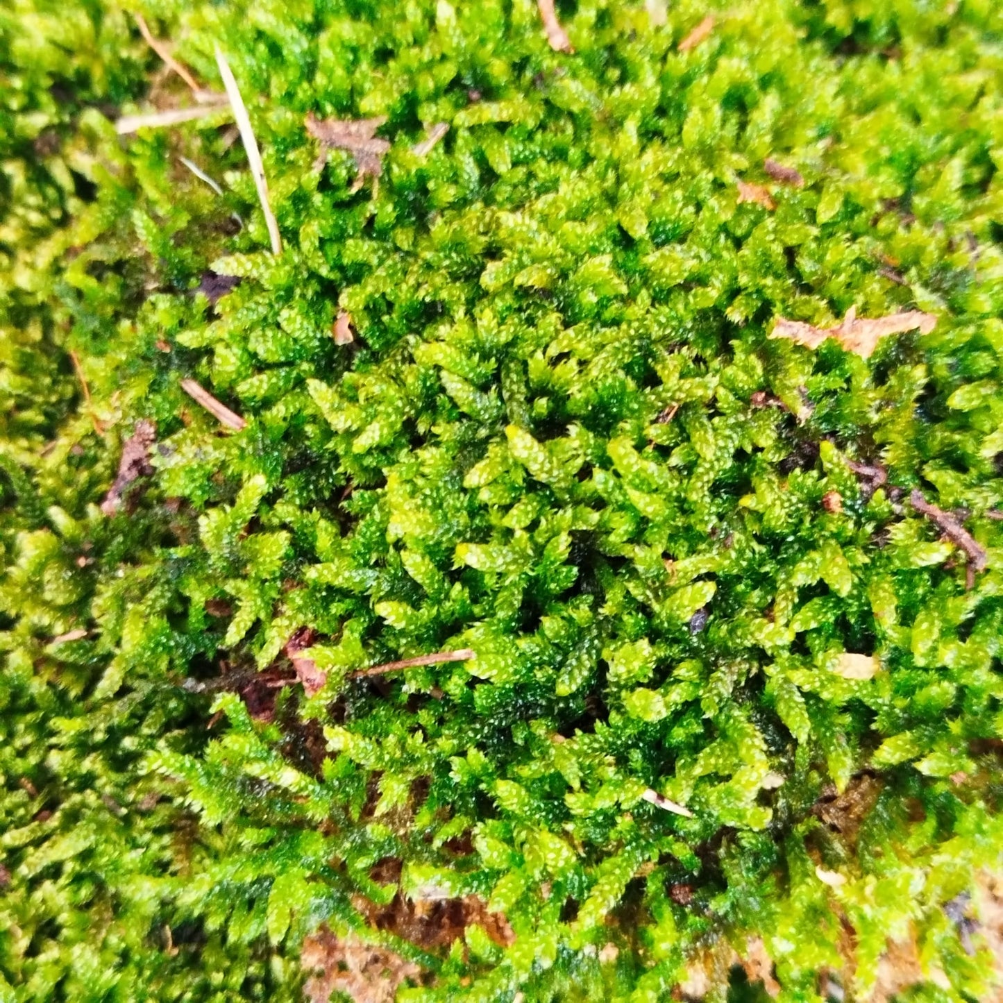 Muschio Hypnum Cupressiforme Vivo