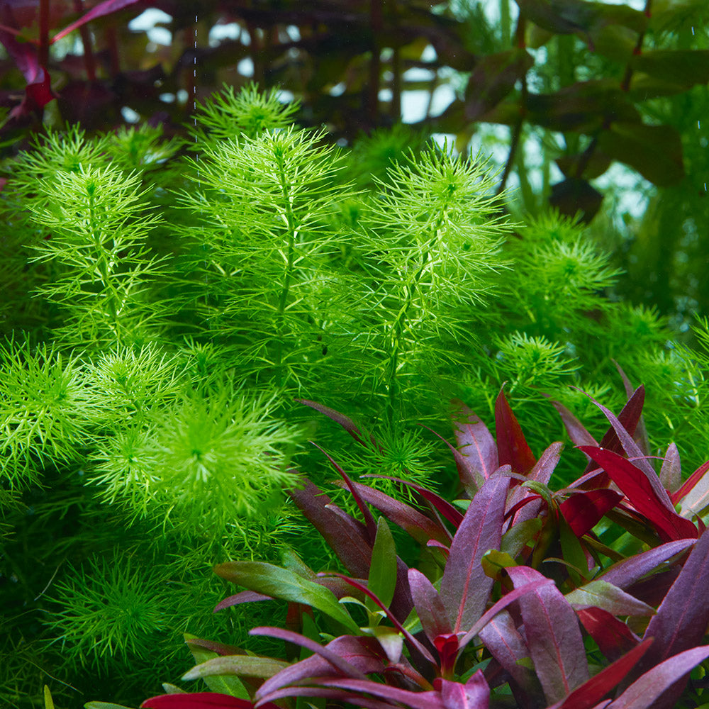 Myriophyllum sp. Guyana