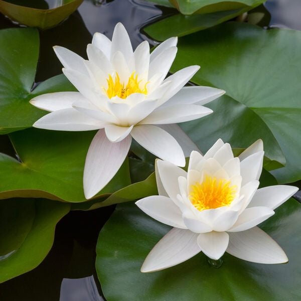 Ninfea Albatros Bianco