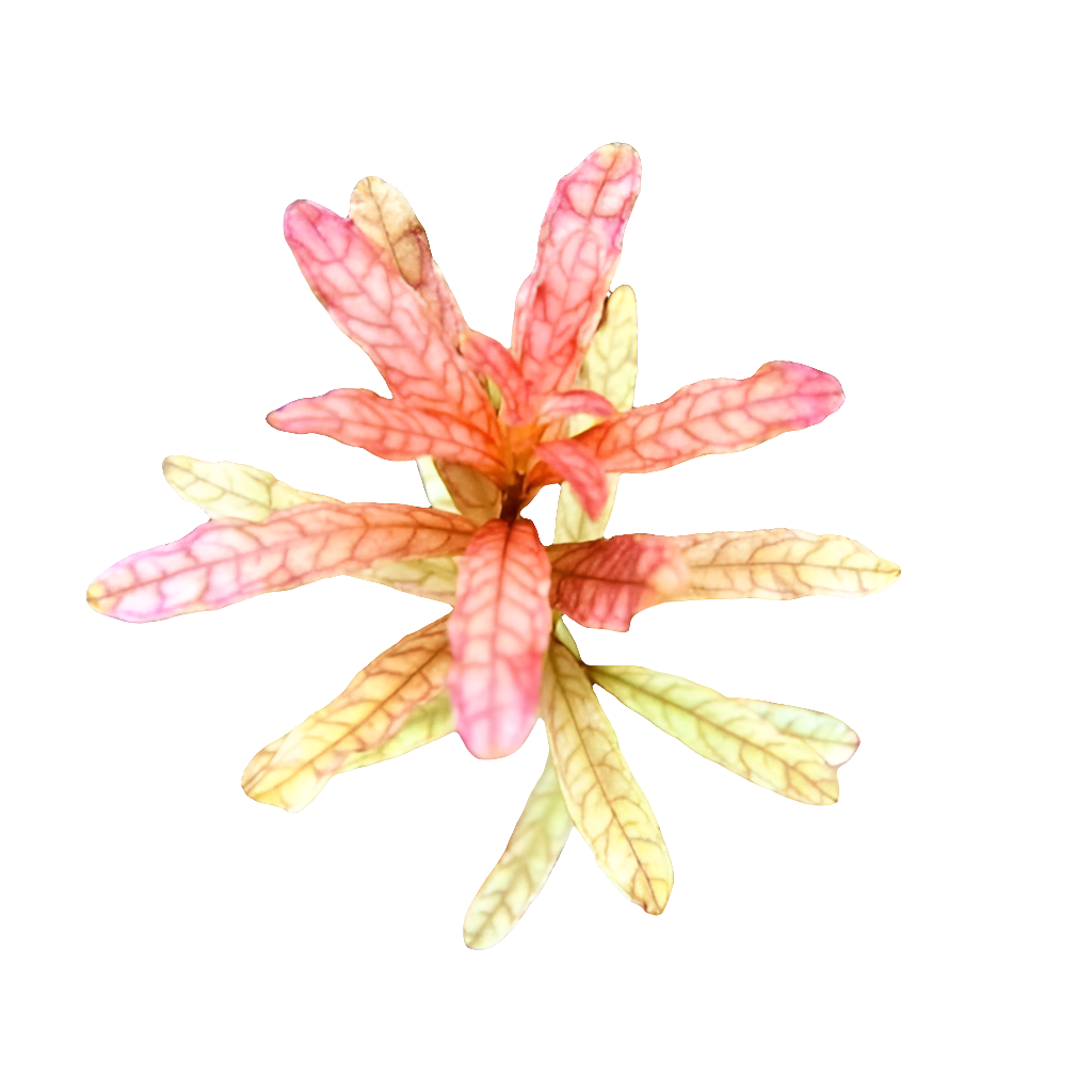 Ludwigia inclinata var. "crystal" (vitro)
