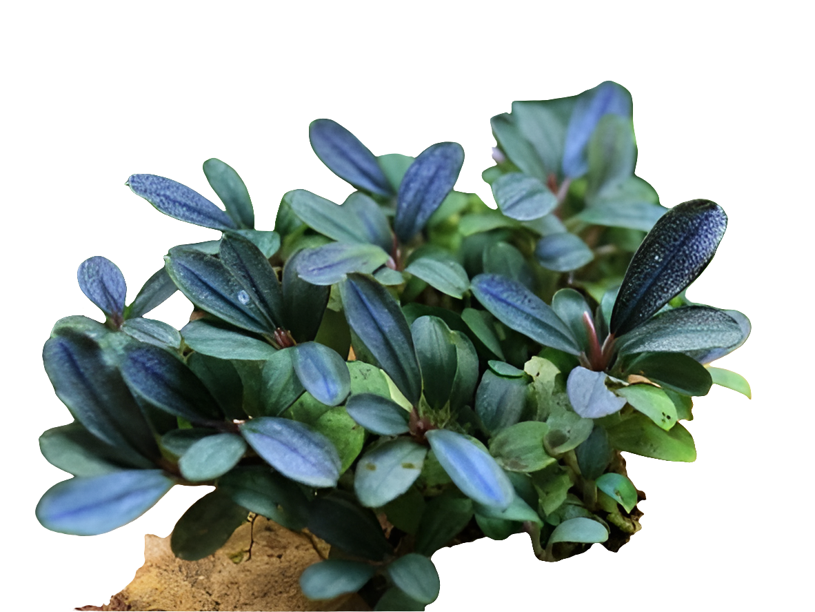 Bucephalandra Blue Green