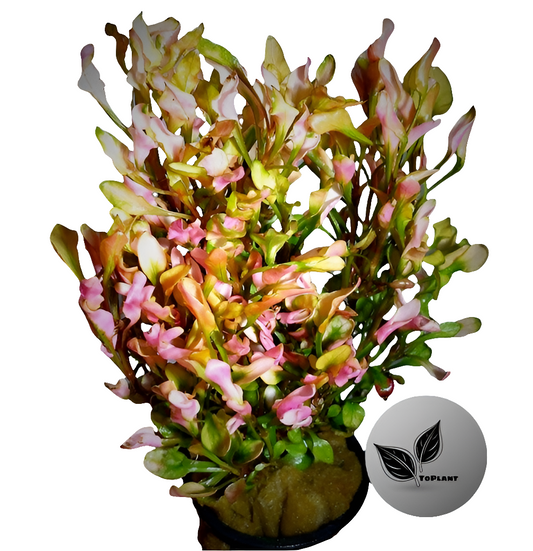 Alternanthera Bettzickiana