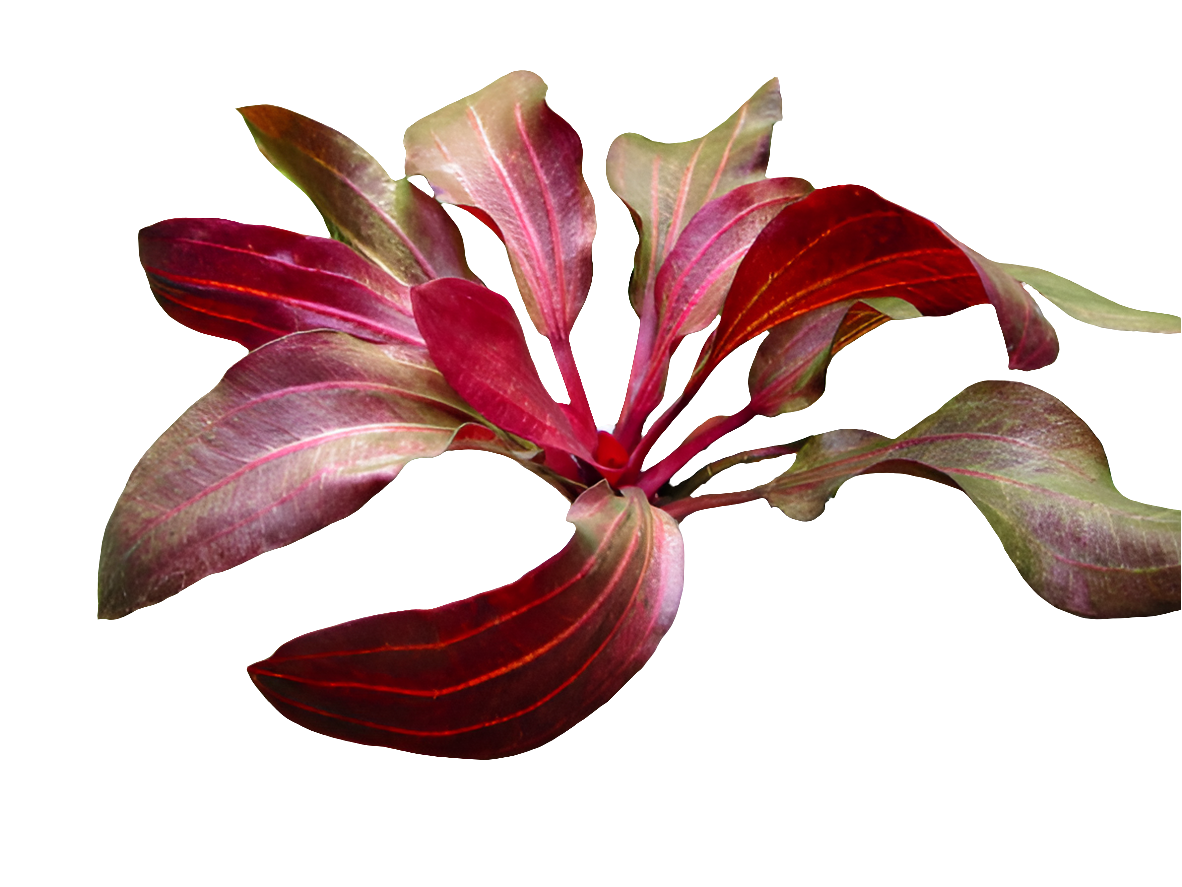 Echinodorus Regine Hildebrandt