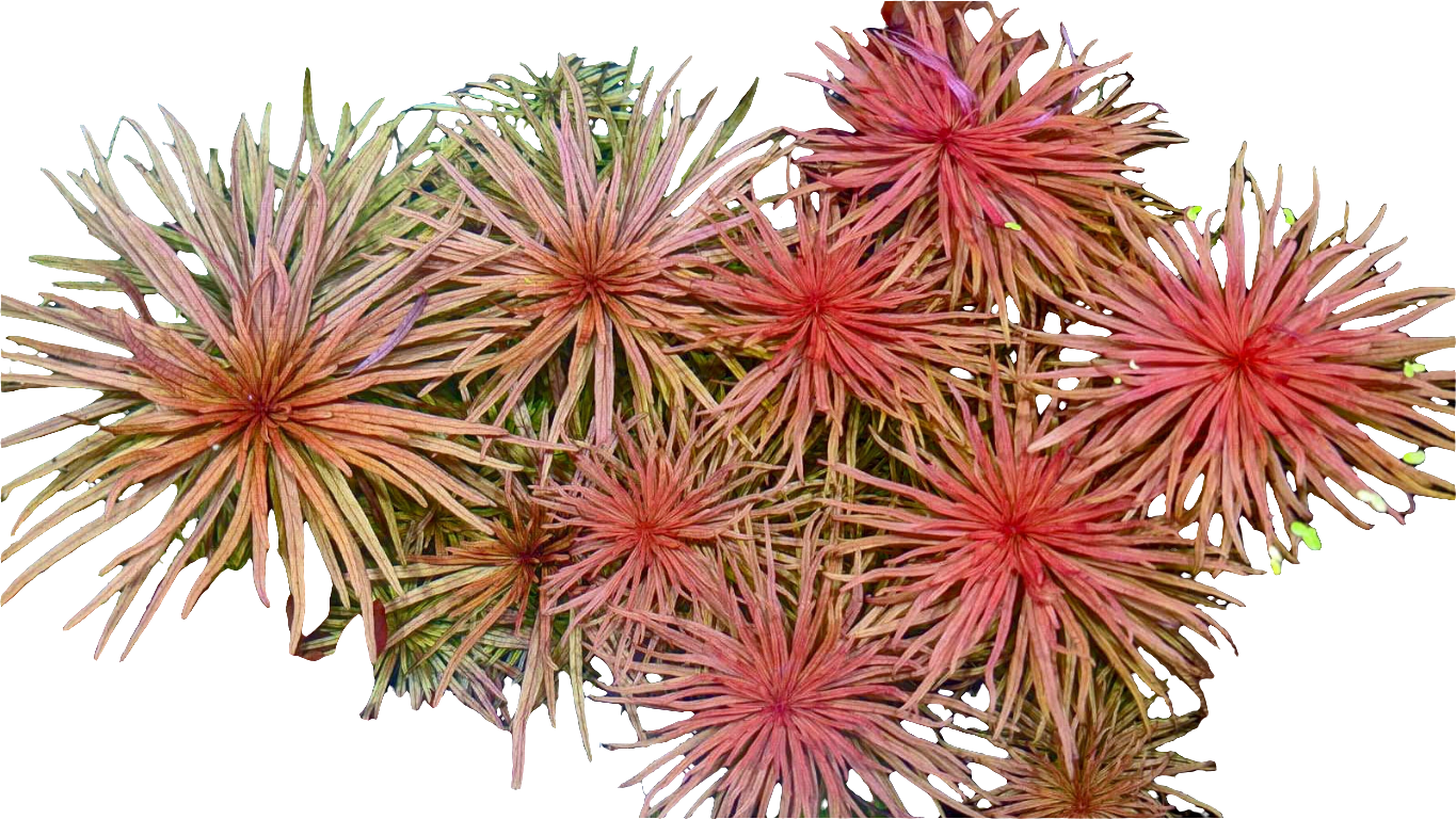 Ludwigia inclinata var. Pantanal