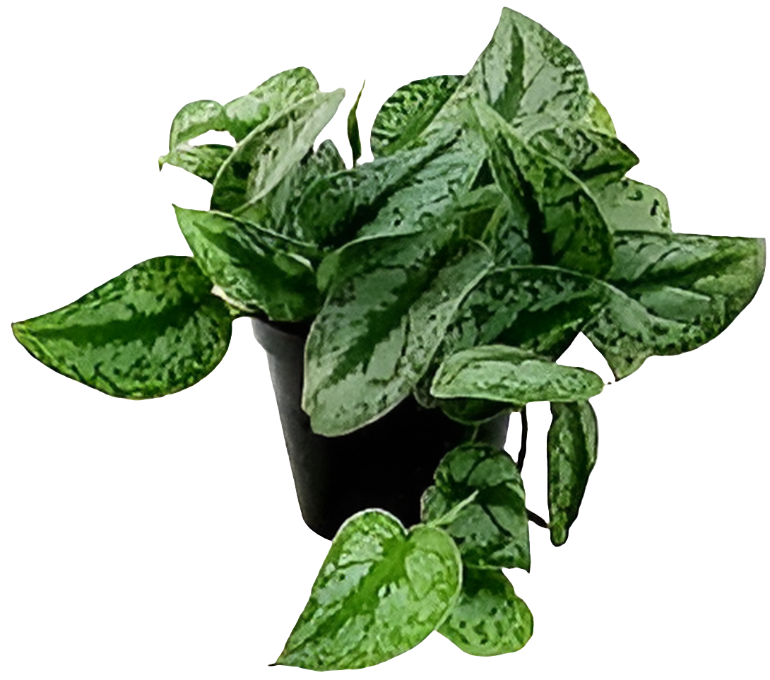 Pothos Pictus