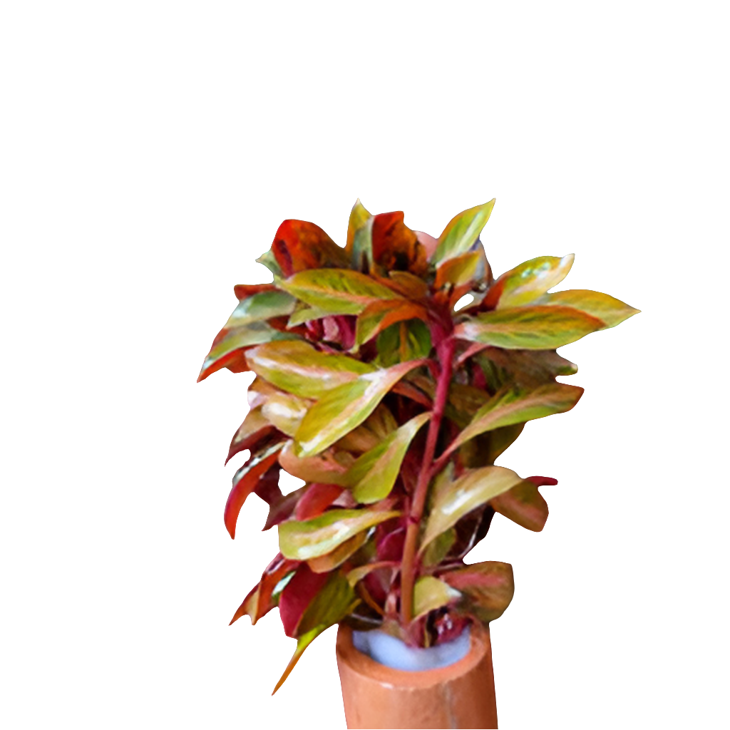 Ludwigia Atlantis
