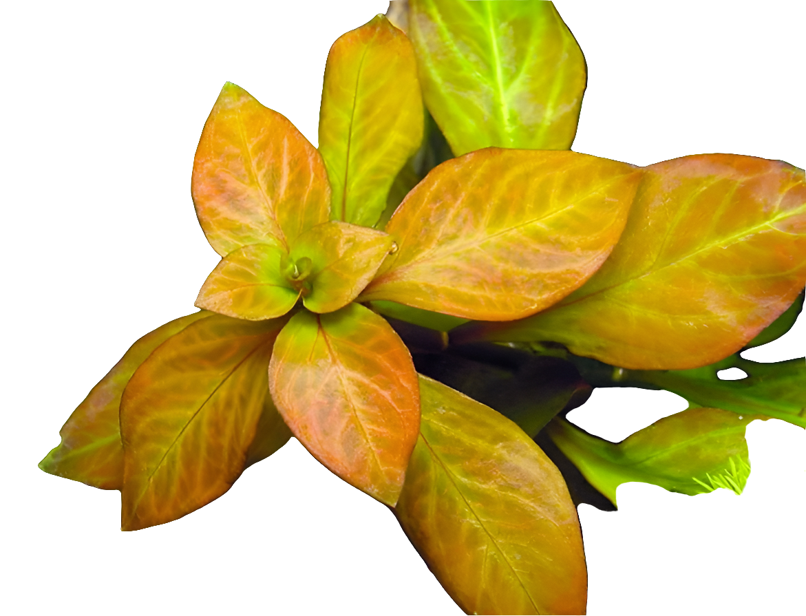 Ludwigia ovalis (vitro)