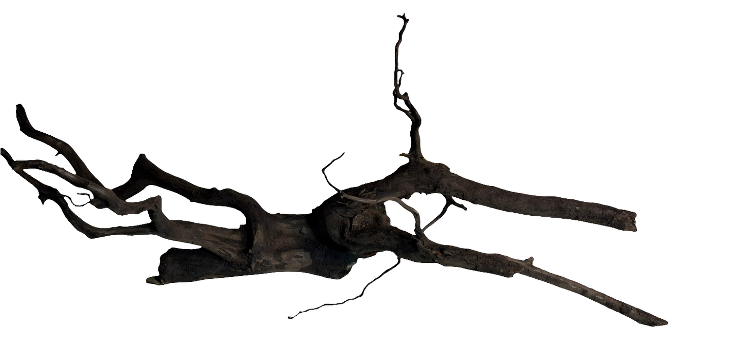 Black Spider King B1 (45cm)
