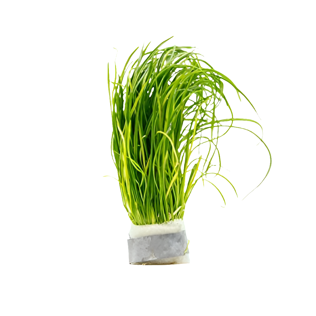 Isoetes Velata
