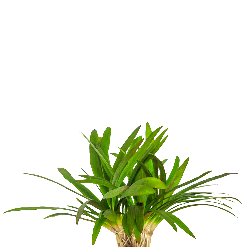 Sagittaria Platyphilla