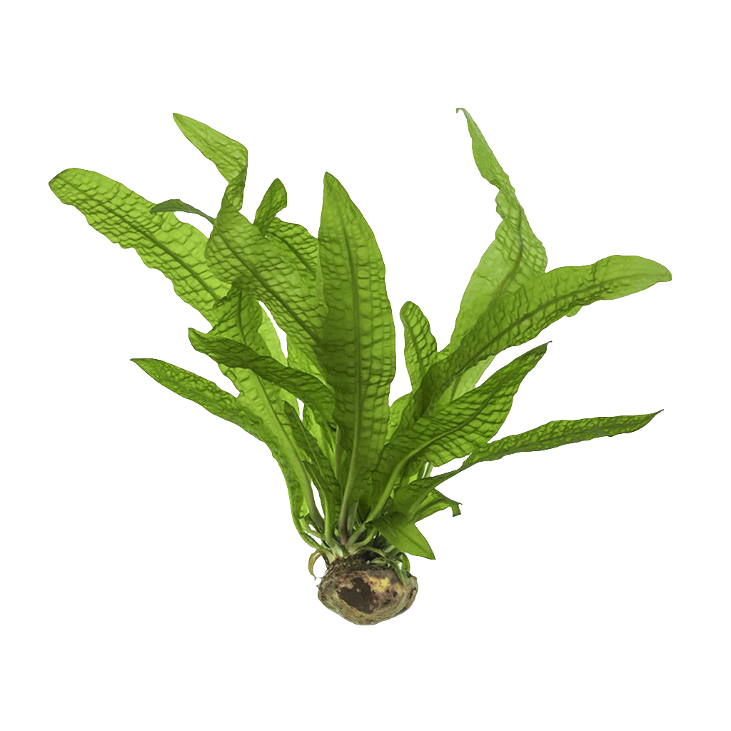 Aponogeton Bernianus