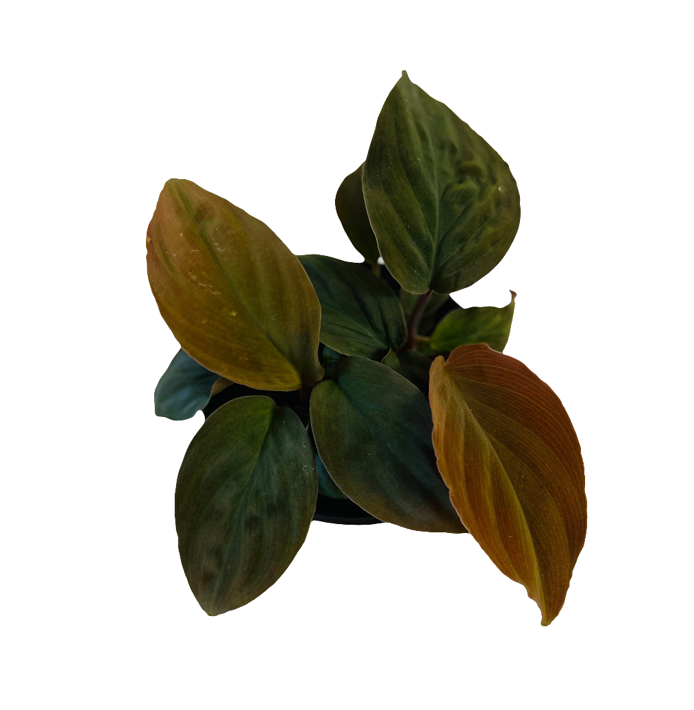 Homalomena Humilis