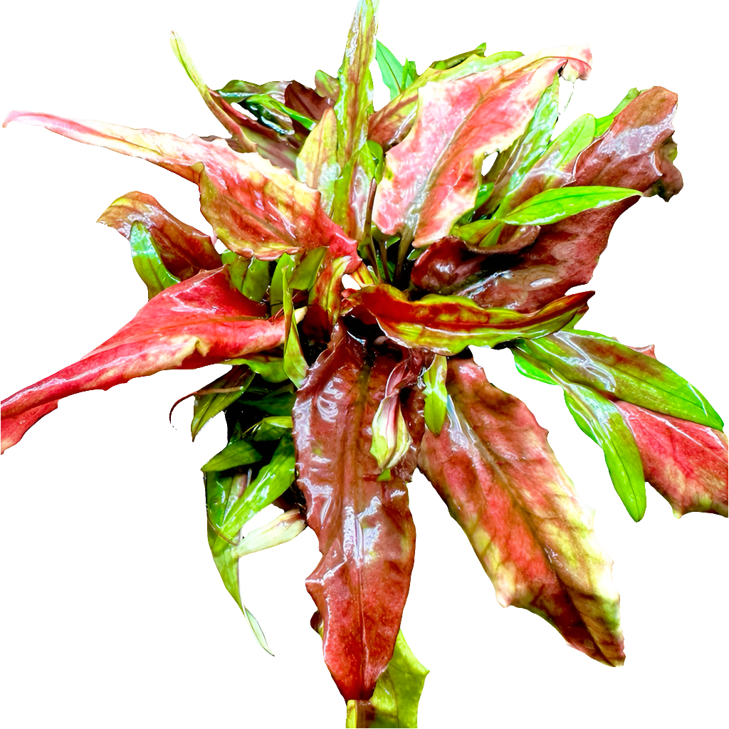 Cryptocoryne green Gecko (vitro)