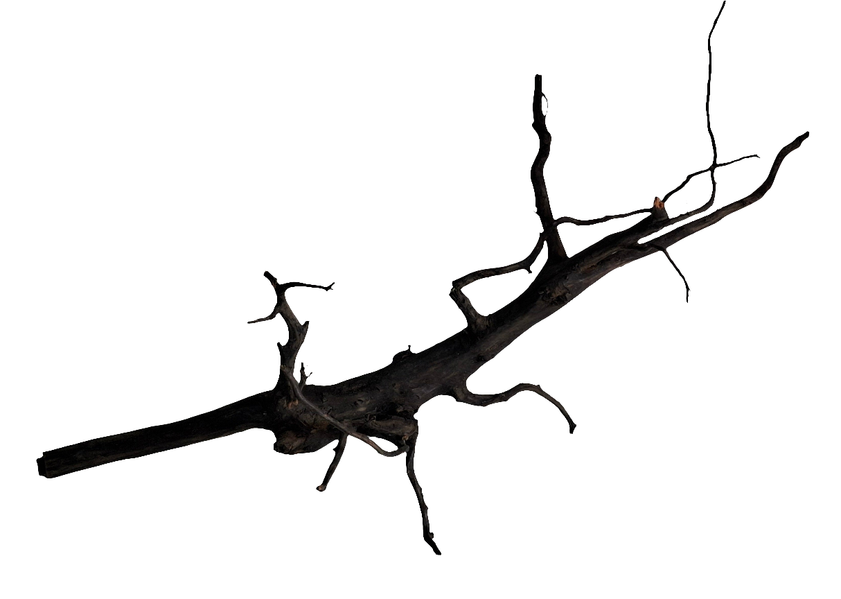 Black spider King B4 (40cm)