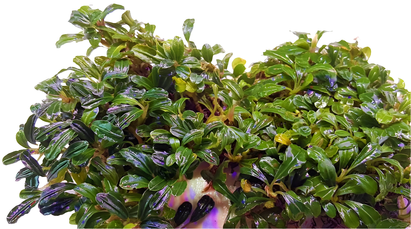 Bucephalandra Apple Leaf PSD 5x5cm