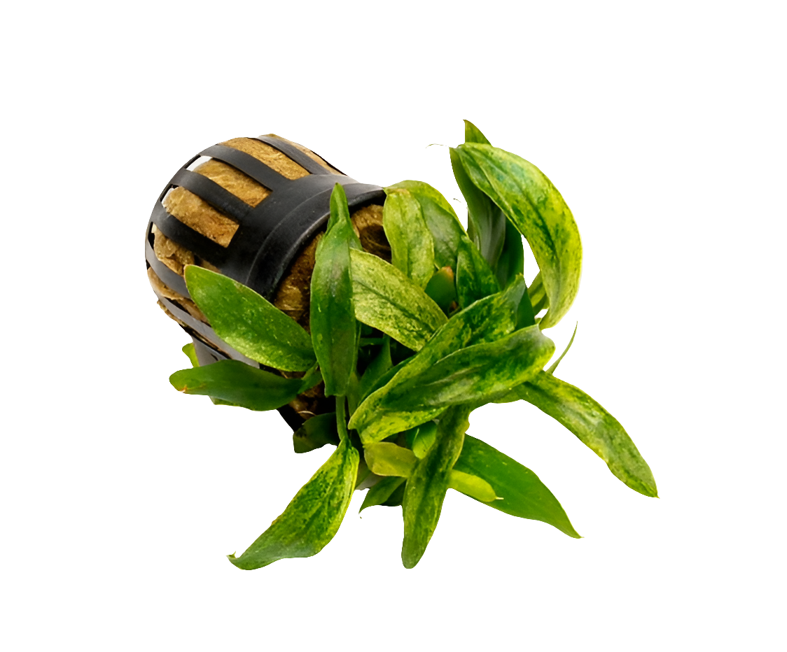 Anubias Glabra Variegata Mini