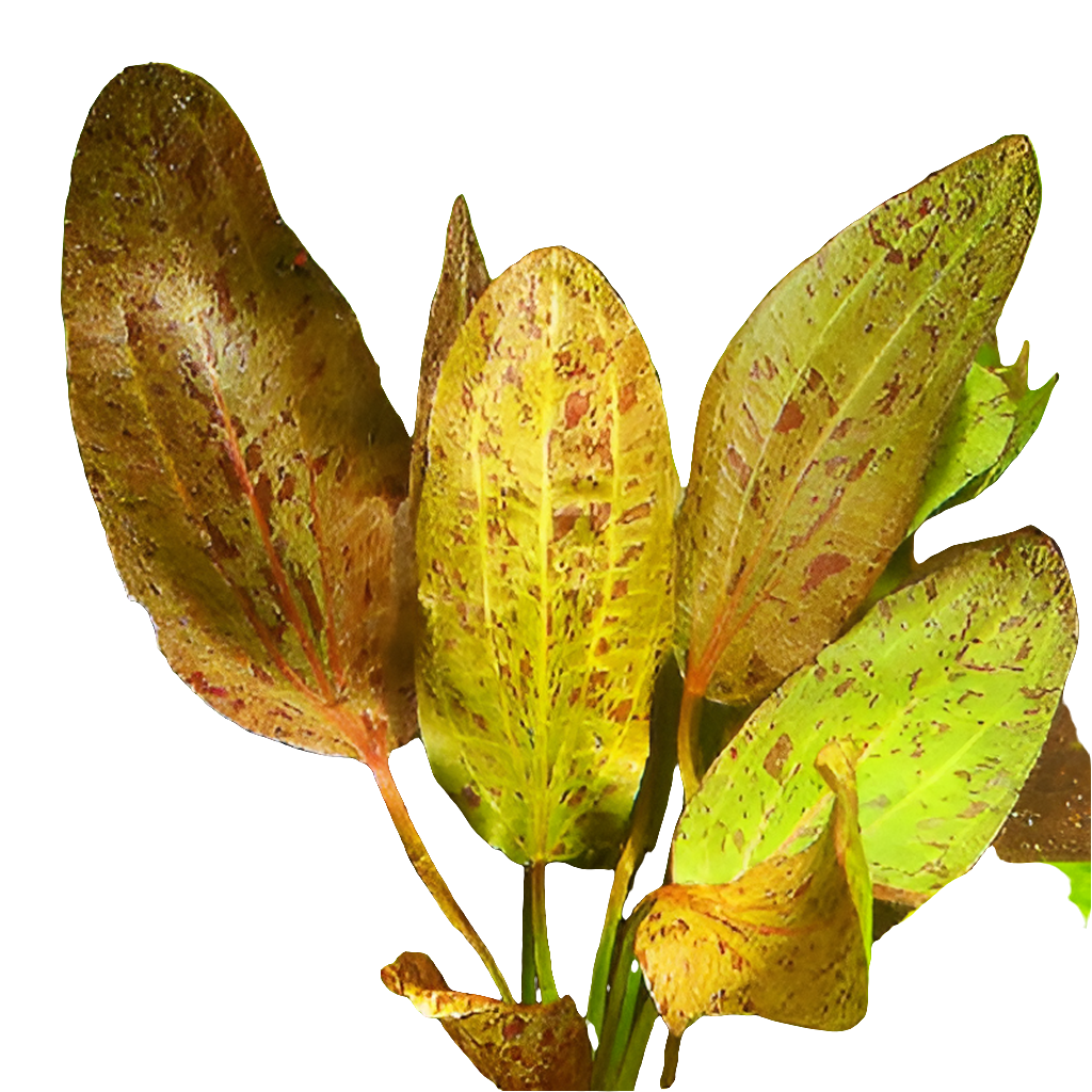 Echinodorus Leopard