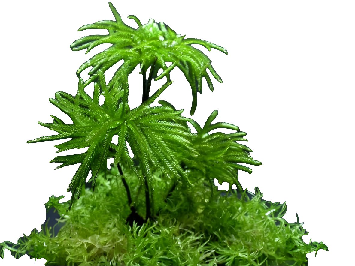 Climacium Japonicum (vitro)