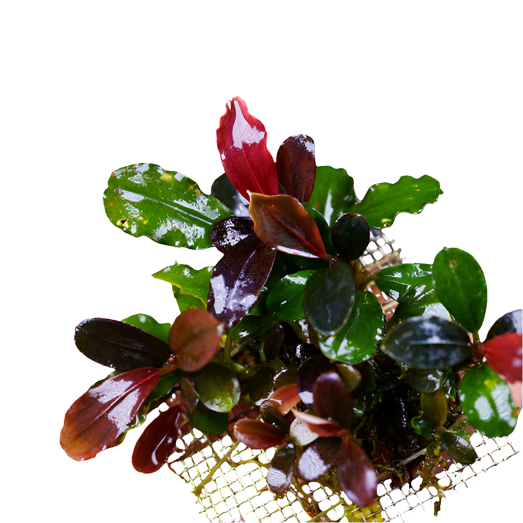 Bucephalandra Kir royale PAD 5x5cm