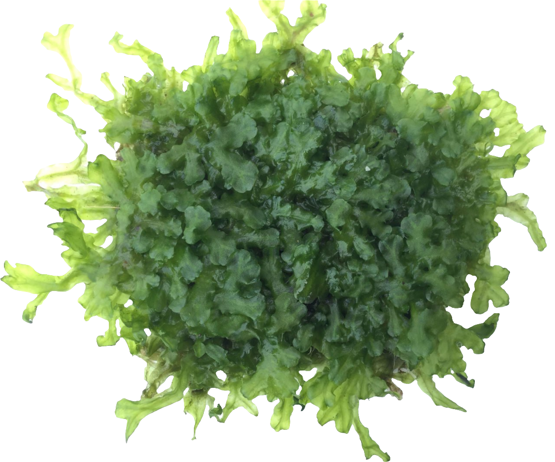 Pellia Lineata 10x7cm