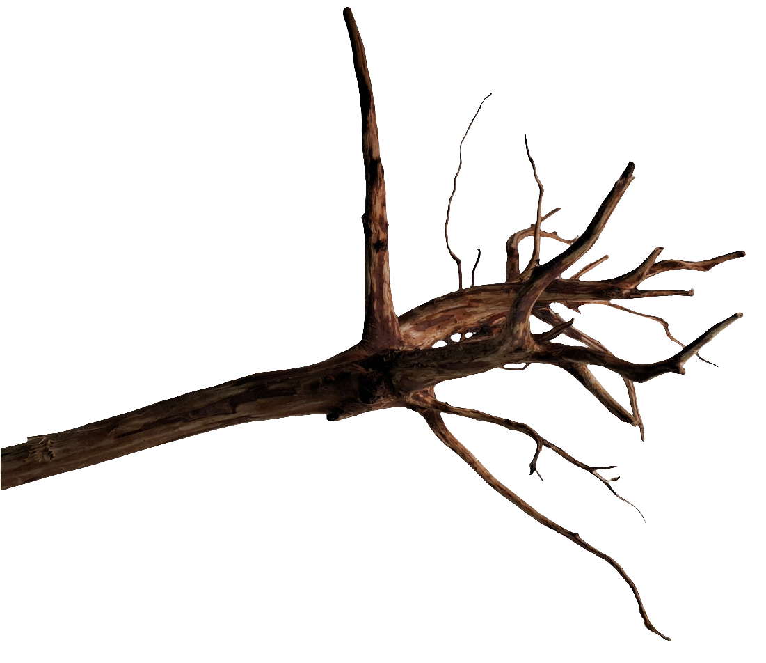 Red spider wood W3 (45cm)