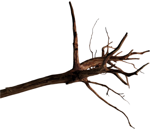 Red spider wood W3 (45cm)