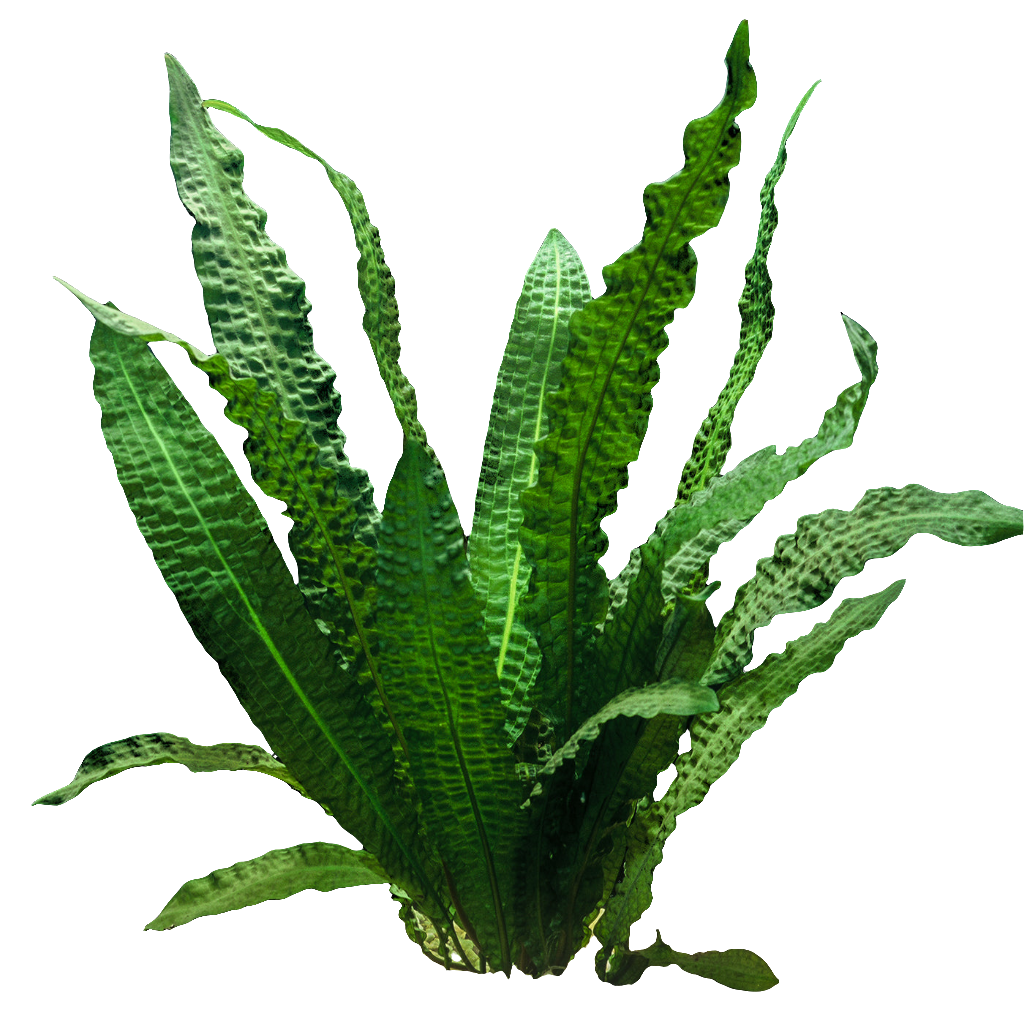 Aponogeton Boivinianus