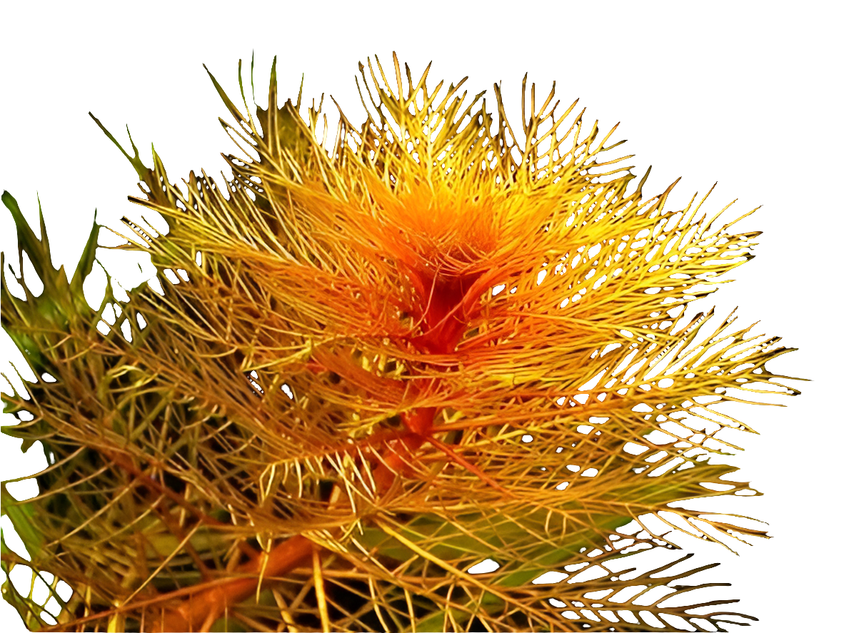 Myriophyllum Tuberculatum Red ( bunch)