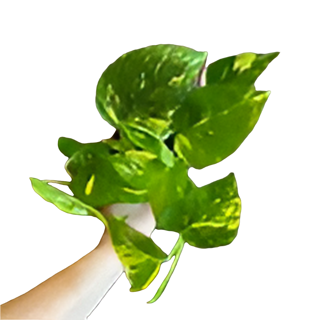 Pothos