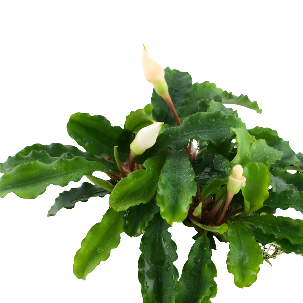 Bucephalandra Green Wavy PAD 5x5cm