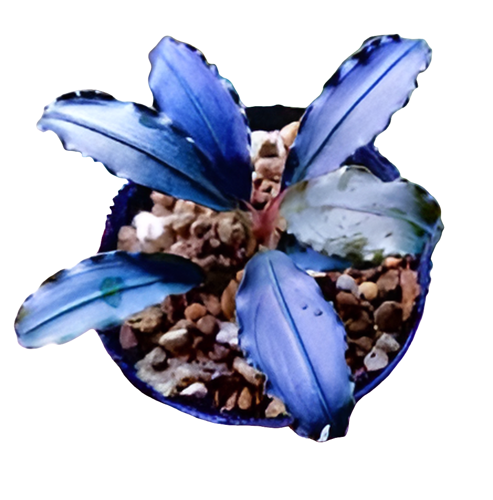 Bucephalandra Blue Metallic ( porzione 5x5 su legnetto)