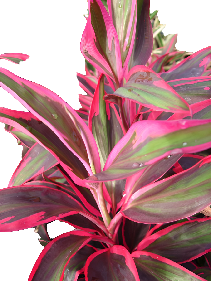 Cordyline Red Edge