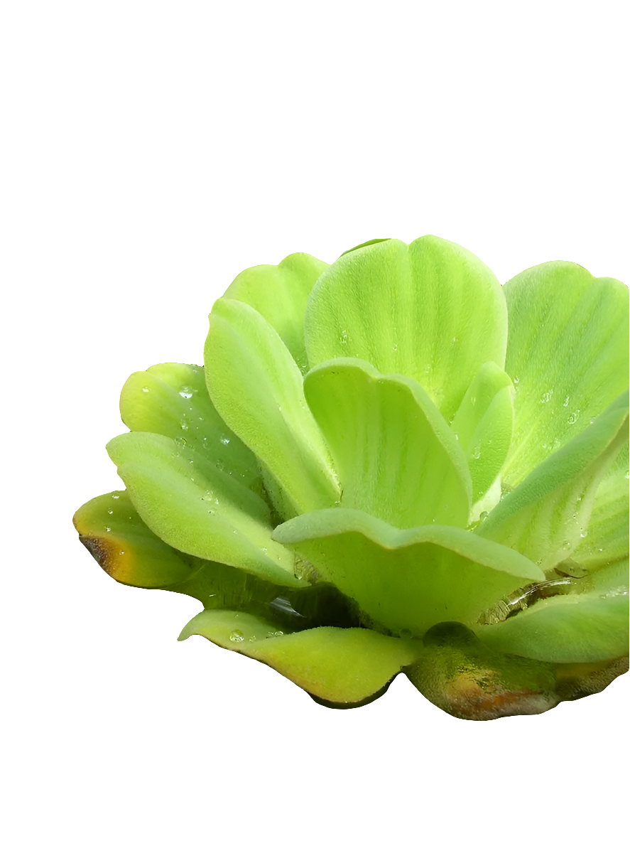 Pistia