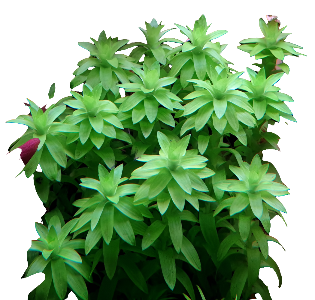 Tonina Fluviatilis ( Vitro )