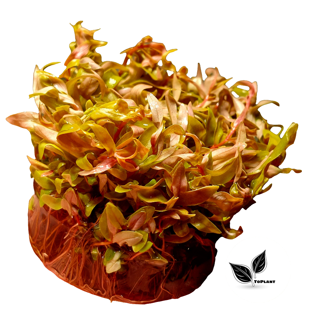Nasea Pedicillata Golden
