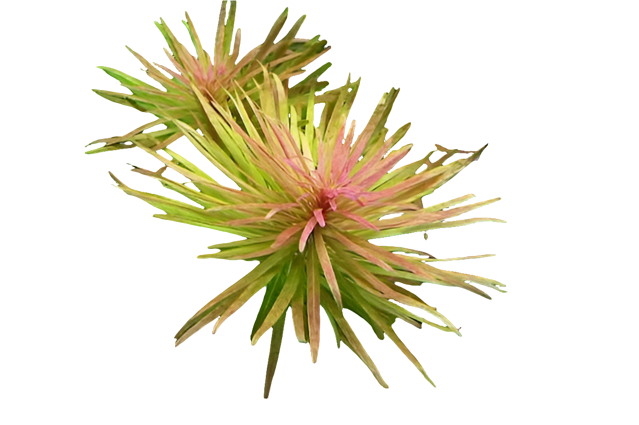 Ludwigia inclinata var. Cuba