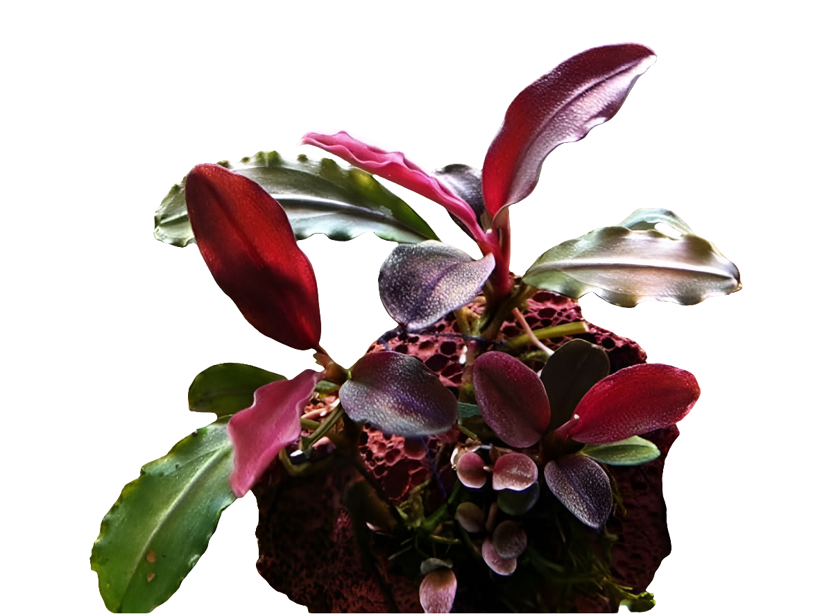 Bucephalandra sp. Mini red